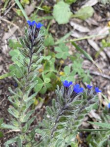 Alkanna tinctoria Athalassa March Inflorescence