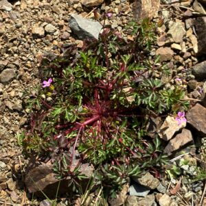 Geranium purpureum The plant