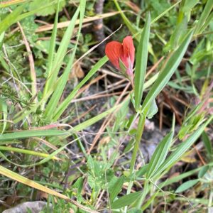 Lathyrus cicera Calyx teeth lanceolate