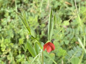 Lathyrus cicera Kato Platres March Stipules rather broad, 1-flowered