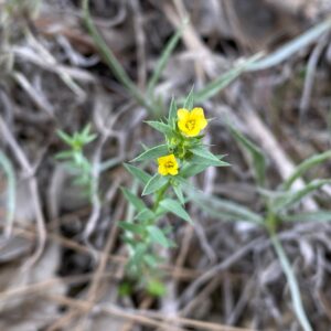 Linum strictum subsp. spicatum Flowers