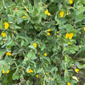 Medicago littoralis Polis February Flowers & leaves (2)