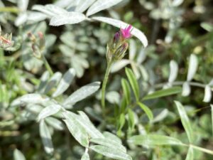 Onobrychis crista-galli