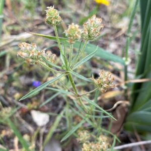 Plantago afra fruits