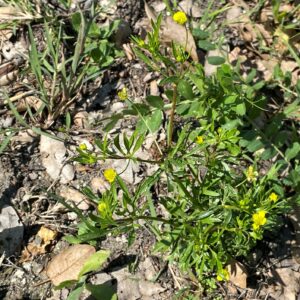 Ranunculus arvensis The plant