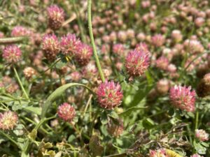 Trifolium argutum Nata Old Choletria