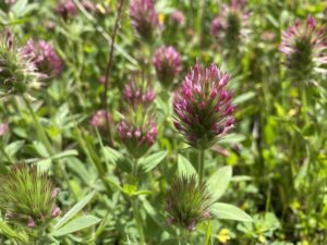 Trifolium dasyurum