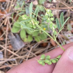 Melilotus sulcatus Fruits