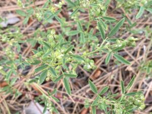 Melilotus sulcatus Oblong leaflets