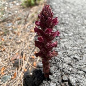 Orobanche cypria Pano Platres May