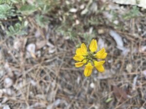 Securigera securidaca