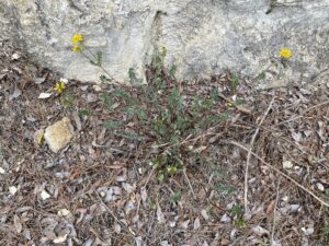 Securigera securidaca Arsos April The plant