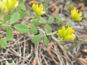 Trifolium boissieri