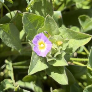Convolvulus humilis
