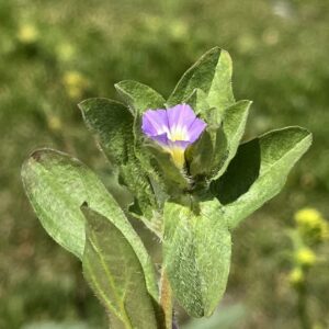 Convolvulus humilis no peduncle