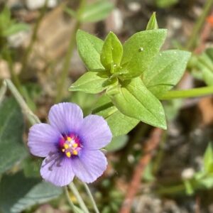 Anagallis arvensis lilac