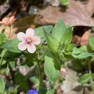 Anagallis arvensis pink