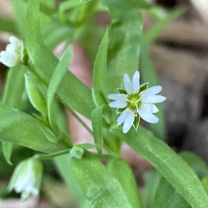 Cerastium dubium