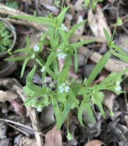 Cerastium dubium plant