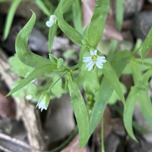 Cerastium dubium plant Flower and glabrous leaves