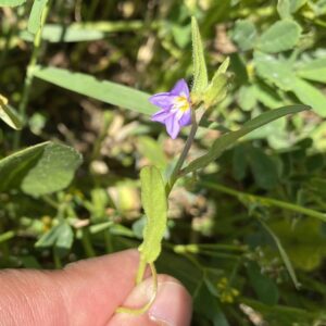 Convolvulus pentapetaloides - Flower