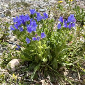 Echium plantagineum