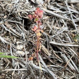 Euphorbia peplus seed