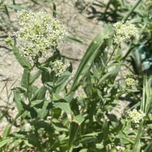 Lepidium draba subsp. chalepense Plants