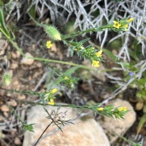 Linum strictum subspecies spicatum