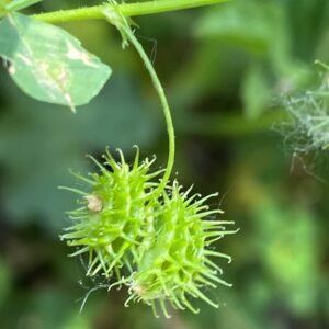 Medicago polymorpha Fruiting pedicel