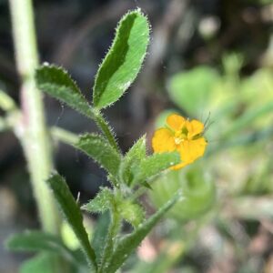 Medicago scutellata Flower