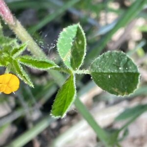 Medicago scutellata Leaf