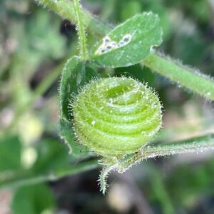 Medicago scutellata Pod
