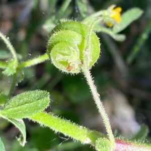 Medicago scutellata Pod's back side