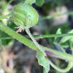 Medicago scutellata Pod's pedicel