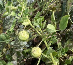 Medicago scutellata The plant