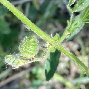 Medicago scutellata Young pod