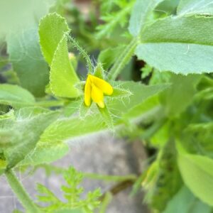 Ononis viscosa subsp. breviflora Small flower