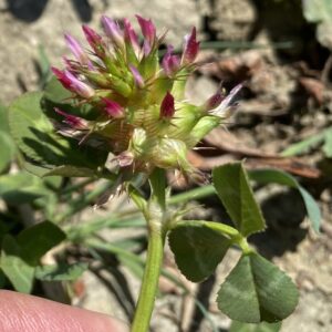 Premature Trifolium spumosum