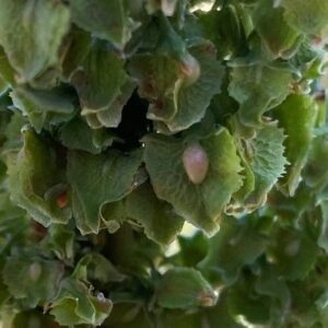 Rumex cristatus valves