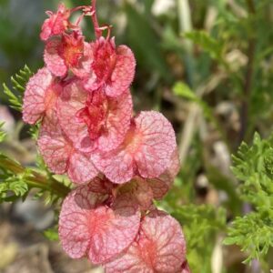 Rumex cyprius