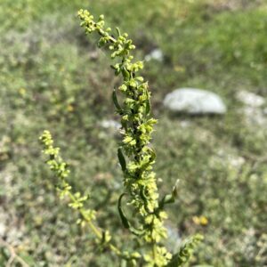Rumex dentatus subsp. mesopotamicus inflorescence