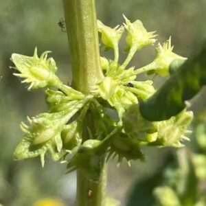 Rumex dentatus subsp. mesopotamicus valves