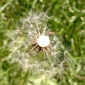 Taraxacum sect. Taraxacum Achenes and beaks
