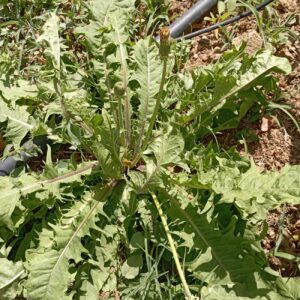 Taraxacum sect. Taraxacum Leaves