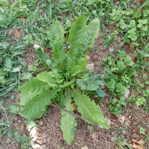 Taraxacum sect. Taraxacum Young plant