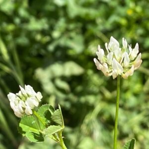 Trifolium nigrescens subsp. petrisavii