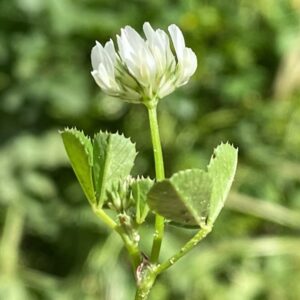 Trifolium nigrescens subsp. petrisavii