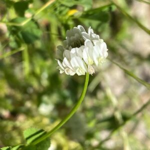 Trifolium nigrescens subsp. petrisavii