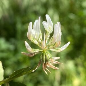 Trifolium nigrescens subsp. petrisavii